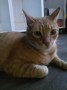 Beethoven (1)